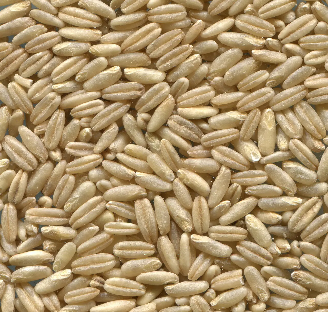 A close up of grains of wheat