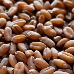 A close up of some brown beans