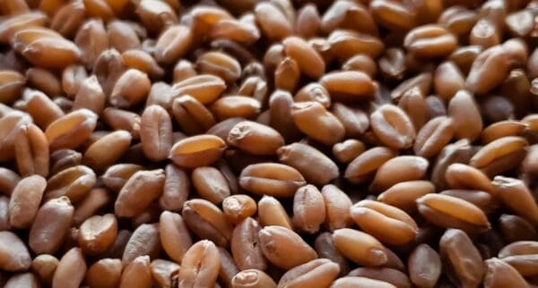 A close up of some brown beans